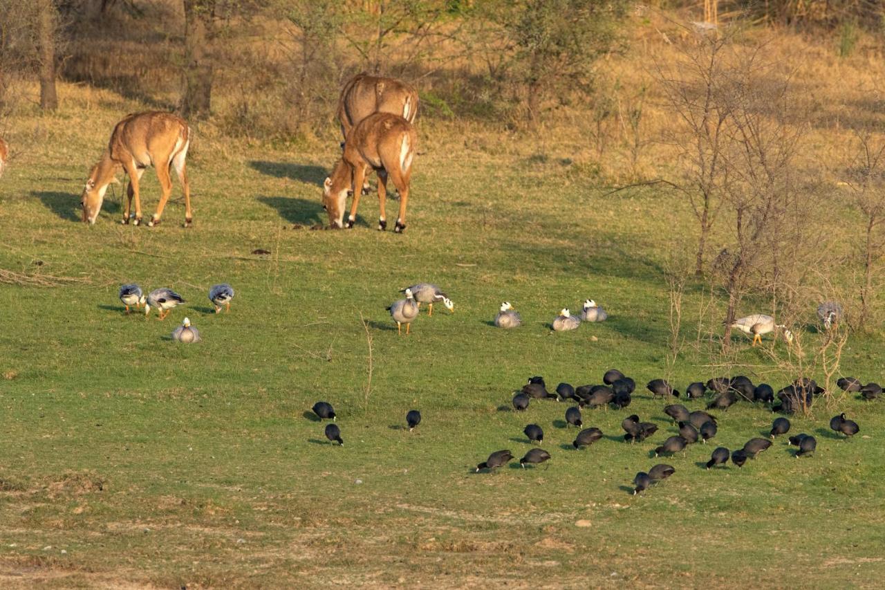 Raas Chhatrasagar, Nimaj, District Pali Kültér fotó